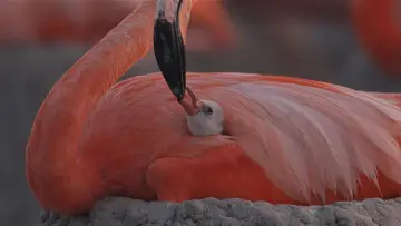 Zasłona do filmu "Flamingos: La vida después del meteorito" #772278