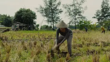 Zasłona do filmu "Pangku" #592078