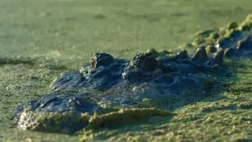 Zasłona do filmu "Lake Jesup: Bonecrusher