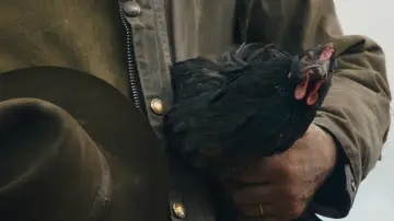 Zasłona do filmu "Kura" #1781602