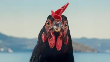 Zasłona do filmu "Hen" #536266