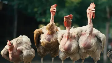 Zasłona do filmu "Hen" #767508