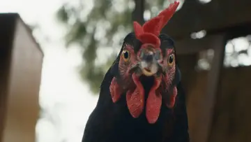 Zasłona do filmu "Hen" #767509