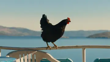 Zasłona do filmu "Hen" #796832