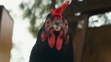 Zasłona do filmu "Hen" #796833