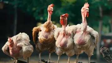 Zasłona do filmu "Hen" #796834