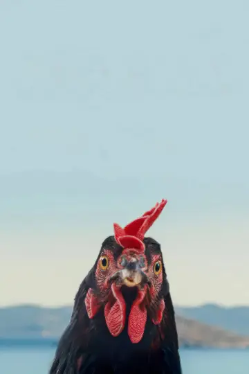 Plakat do filmu "Hen" #817523