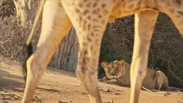 Zasłona do filmu "Lions of the Skeleton Coast" #880745