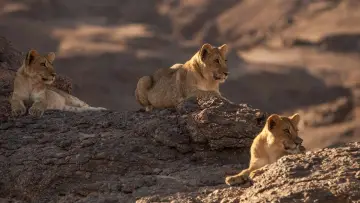 Zasłona do filmu "Lions of the Skeleton Coast" #880746