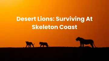 Zasłona do filmu "Lions of the Skeleton Coast" #880747