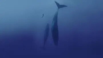 Zasłona do filmu "Freediver" #791618