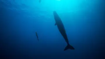 Zasłona do filmu "Freediver" #791622