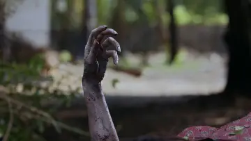 Zasłona do filmu "ഡീയസ് ഈറെ" #575281