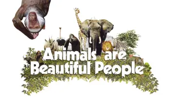 Zasłona do filmu "Animals Are Beautiful People" #1175239
