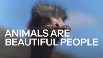 Zasłona do filmu "Animals Are Beautiful People" #1175244