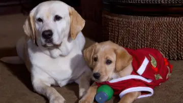 Zasłona do filmu "The Dog Who Saved the Holidays" #1834663
