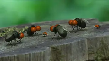 Zasłona do filmu "Robaczki z Zaginionej Doliny" #250581