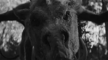Zasłona do filmu "Em & Selma Go Griffin Hunting" #1906215