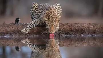 Zasłona do filmu "Mashatu: Land of Leopards" #1629373
