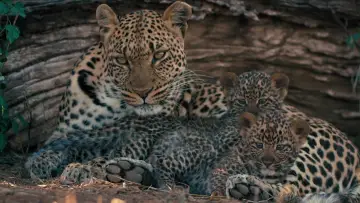 Zasłona do filmu "Mashatu: Land of Leopards" #1629374