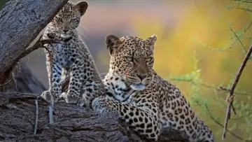 Zasłona do filmu "Mashatu: Land of Leopards" #1629375