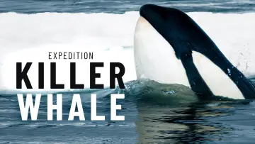 Zasłona do filmu "Expedition Killer Whale" #880371