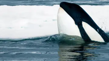 Zasłona do filmu "Expedition Killer Whale" #880372