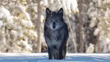 Zasłona do filmu "Une année parmi les loups" #977773