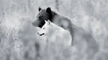 Zasłona do filmu "Une année parmi les loups" #977774