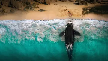 Zasłona do filmu "Killer Whale" #815979