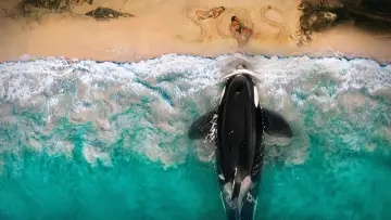 Zasłona do filmu "Killer Whale" #815980