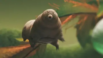 Zasłona do filmu "Tardigrade, l