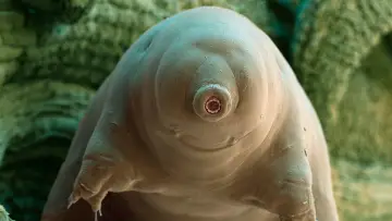 Zasłona do filmu "Tardigrade, l