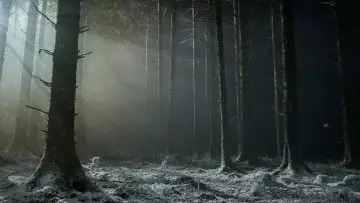 Zasłona do filmu "Werwulf" #930767