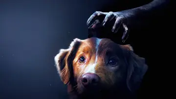 Zasłona do filmu "Good boy" #517150