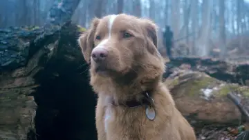 Zasłona do filmu "Good boy" #517162
