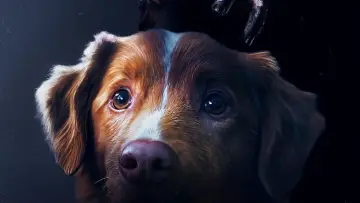 Zasłona do filmu "Good boy" #517170