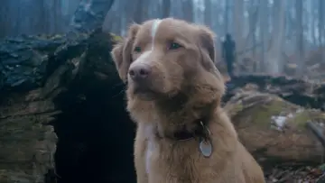 Zasłona do filmu "Good boy" #517178
