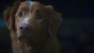 Zasłona do filmu "Good boy" #517189