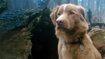 Zasłona do filmu "Good boy" #517192