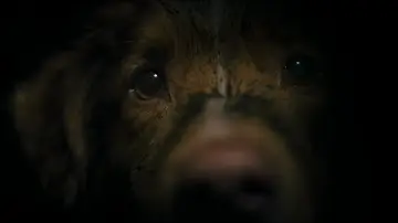 Zasłona do filmu "Good boy" #517202