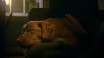 Zasłona do filmu "Good boy" #517208