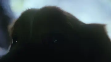 Zasłona do filmu "Good boy" #517225