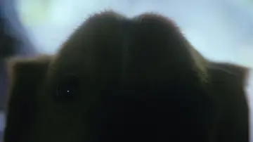 Zasłona do filmu "Good boy" #517227
