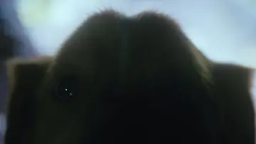 Zasłona do filmu "Good boy" #517229