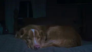 Zasłona do filmu "Good boy" #517232