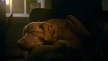 Zasłona do filmu "Good boy" #770380