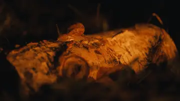 Zasłona do filmu "Morgen vor langer Zeit" #1829804
