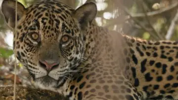 Zasłona do filmu "Au nom des jaguars" #1191125