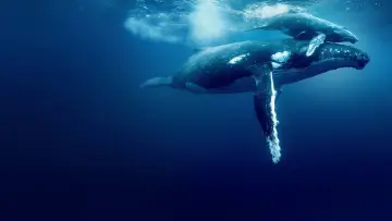 Zasłona do filmu "David Attenborough Świat oceanów" #617827